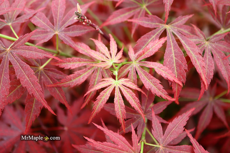 - Acer palmatum 'Orion' Dwarf Red Japanese Maple - Mr Maple │ Buy Japanese Maple Trees