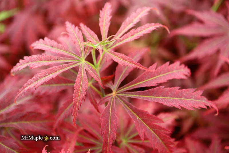 - Acer palmatum 'Orion' Dwarf Red Japanese Maple - Mr Maple │ Buy Japanese Maple Trees