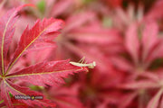 - Acer palmatum 'Orion' Dwarf Red Japanese Maple - Mr Maple │ Buy Japanese Maple Trees