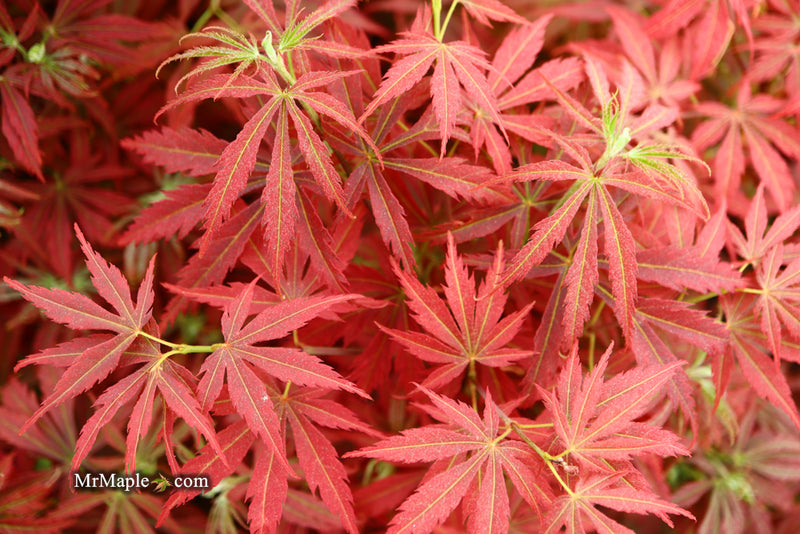 - Acer palmatum 'Orion' Dwarf Red Japanese Maple - Mr Maple │ Buy Japanese Maple Trees