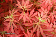 - Acer palmatum 'Orion' Dwarf Red Japanese Maple - Mr Maple │ Buy Japanese Maple Trees