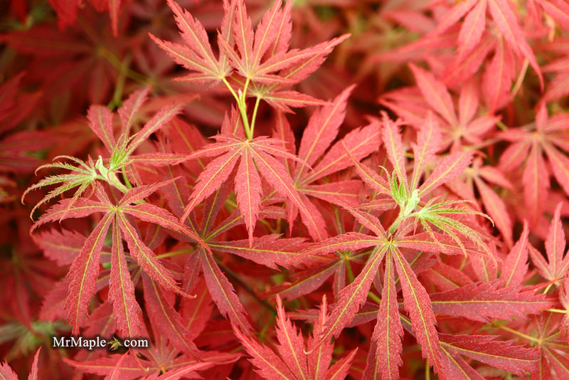 - Acer palmatum 'Orion' Dwarf Red Japanese Maple - Mr Maple │ Buy Japanese Maple Trees
