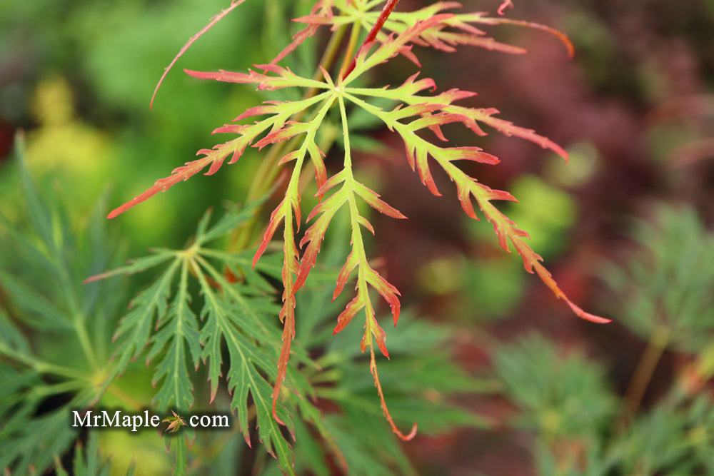 Acer palmatum 'Marielle' Japanese Maple