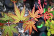 - Acer palmatum 'Mila' Japanese Maple - Mr Maple │ Buy Japanese Maple Trees