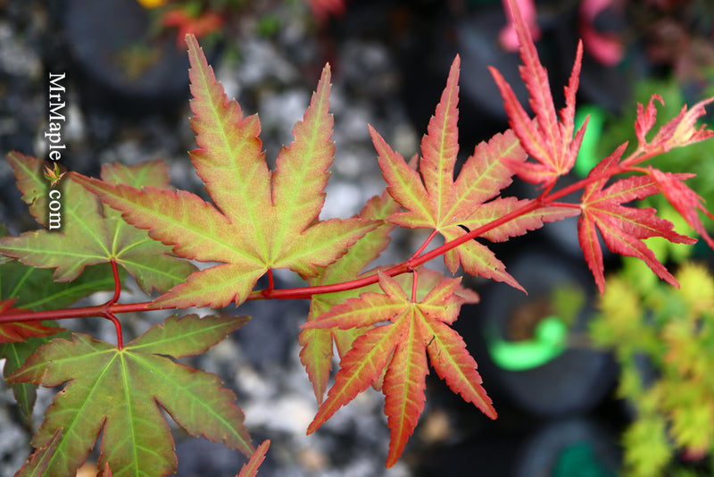 - Acer palmatum 'Mila' Japanese Maple - Mr Maple │ Buy Japanese Maple Trees