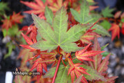 - Acer palmatum 'Mila' Japanese Maple - Mr Maple │ Buy Japanese Maple Trees