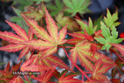 - Acer palmatum 'Mila' Japanese Maple - Mr Maple │ Buy Japanese Maple Trees