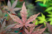 - Acer palmatum 'Frosted Purple' Japanese Maple - Mr Maple │ Buy Japanese Maple Trees