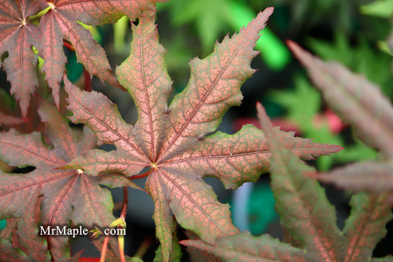 - Acer palmatum 'Frosted Purple' Japanese Maple - Mr Maple │ Buy Japanese Maple Trees