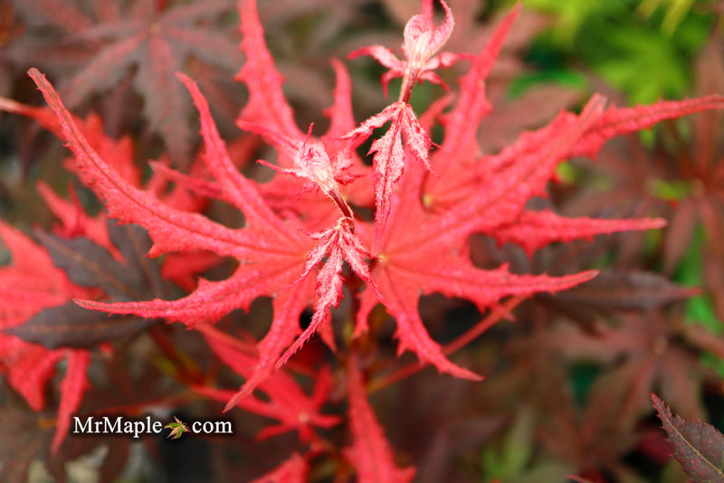 - Acer palmatum 'Frosted Purple' Japanese Maple - Mr Maple │ Buy Japanese Maple Trees