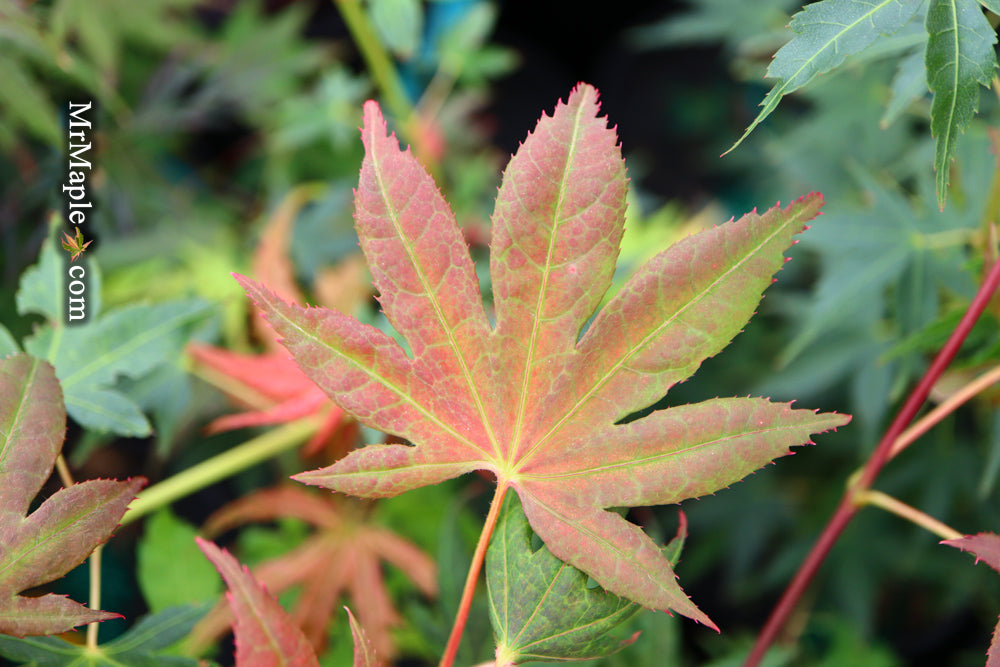 Acer palmatum 'Baby Ghost' Japanese Maple