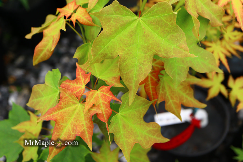 Acer longipes 'Gold Coin' Golden Maple