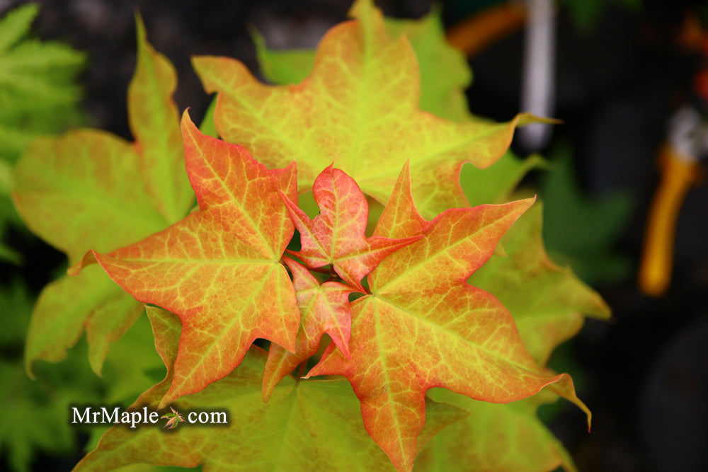 Acer longipes 'Gold Coin' Golden Maple