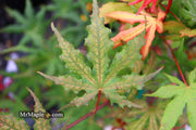 - Acer palmatum 'Amber Ghost' Japanese Maple - Mr Maple │ Buy Japanese Maple Trees