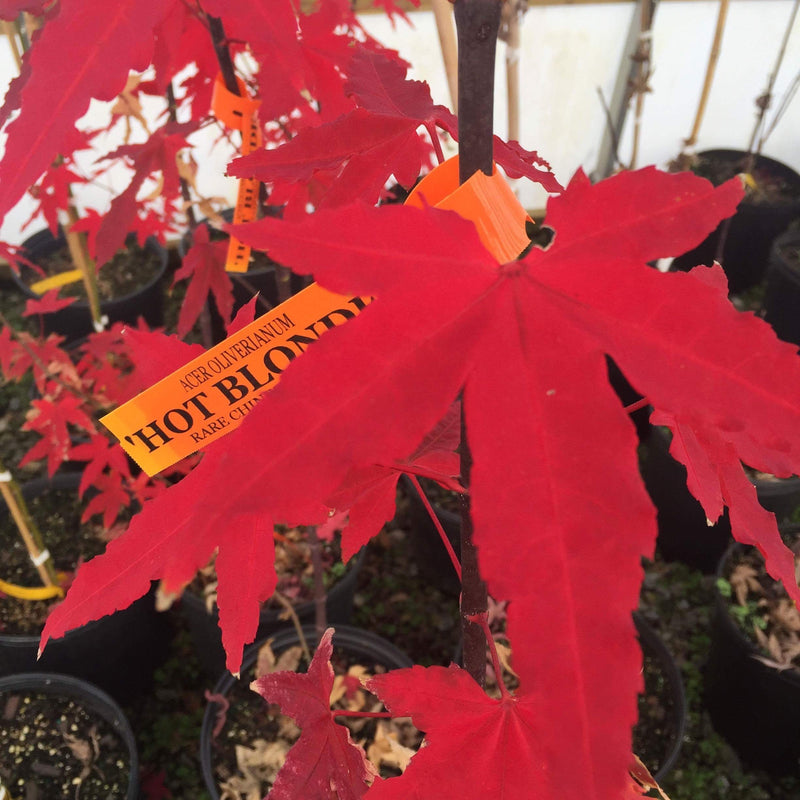 - Acer oliverianum 'Hot Blonde' Golden Japanese Maple - Mr Maple │ Buy Japanese Maple Trees