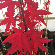 - Acer oliverianum 'Hot Blonde' Golden Japanese Maple - Mr Maple │ Buy Japanese Maple Trees