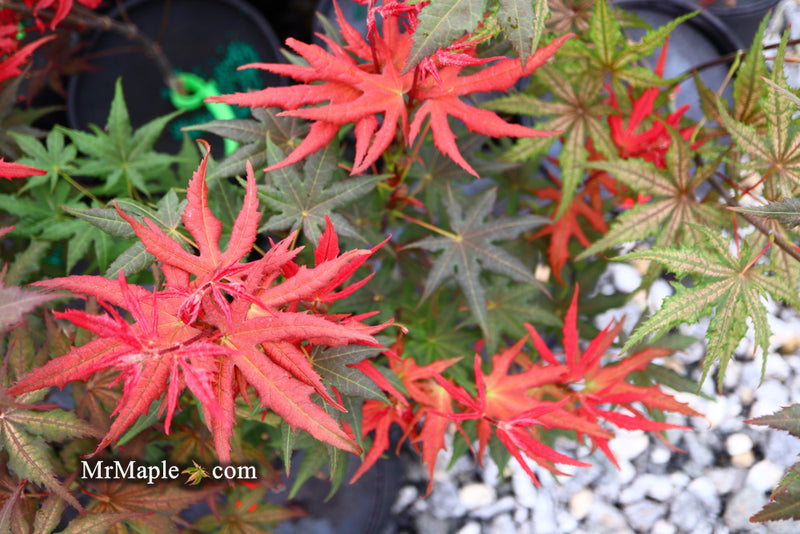 - Acer palmatum 'Celebration' Japanese Maple - Mr Maple │ Buy Japanese Maple Trees