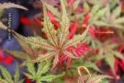 - Acer palmatum 'Celebration' Japanese Maple - Mr Maple │ Buy Japanese Maple Trees