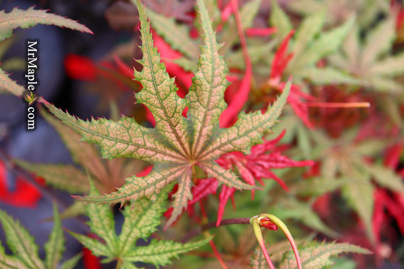 - Acer palmatum 'Celebration' Japanese Maple - Mr Maple │ Buy Japanese Maple Trees
