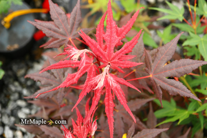 - Acer palmatum 'Dark Knight' Japanese Maple - Mr Maple │ Buy Japanese Maple Trees