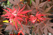 - Acer palmatum 'Dark Knight' Japanese Maple - Mr Maple │ Buy Japanese Maple Trees