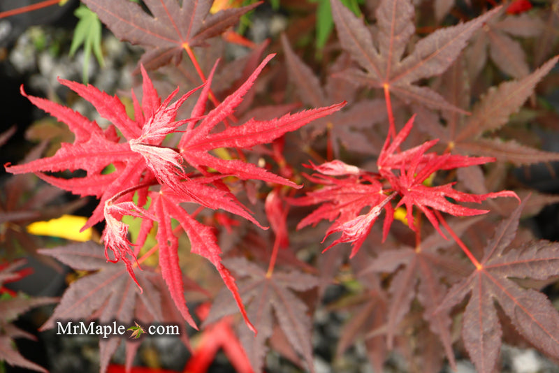 - Acer palmatum 'Dark Knight' Japanese Maple - Mr Maple │ Buy Japanese Maple Trees