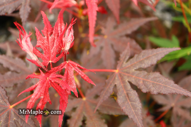 - Acer palmatum 'Dark Knight' Japanese Maple - Mr Maple │ Buy Japanese Maple Trees
