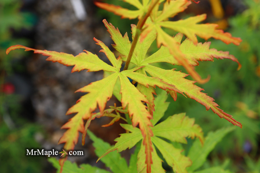 Acer palmatum 'Wou nishiki' Japanese Maple