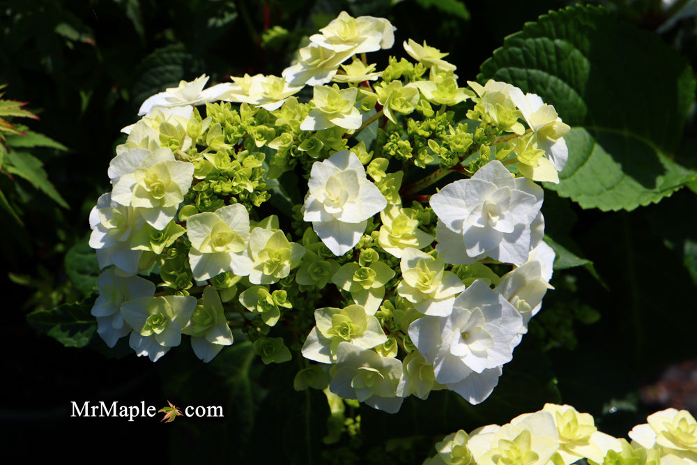 Hydrangea macrophylla ‘Dancing Snow’ Wedding Gown™ Hydrangea