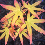 - Acer palmatum 'Golden Falls' Weeping Golden Japanese Maple - Mr Maple │ Buy Japanese Maple Trees