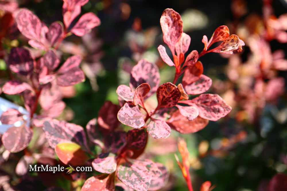 Berberis thunbergii atropurpurea ‘Rose Glow’ Japanese Barberry