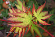 - Acer palmatum 'Firefly' Japanese Maple - Mr Maple │ Buy Japanese Maple Trees