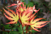 - Acer palmatum 'Firefly' Japanese Maple - Mr Maple │ Buy Japanese Maple Trees