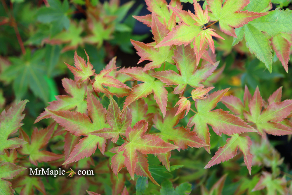FOR PICKUP ONLY | Acer palmatum 'Kiyohime' Dwarf Japanese Maple | DOES NOT SHIP