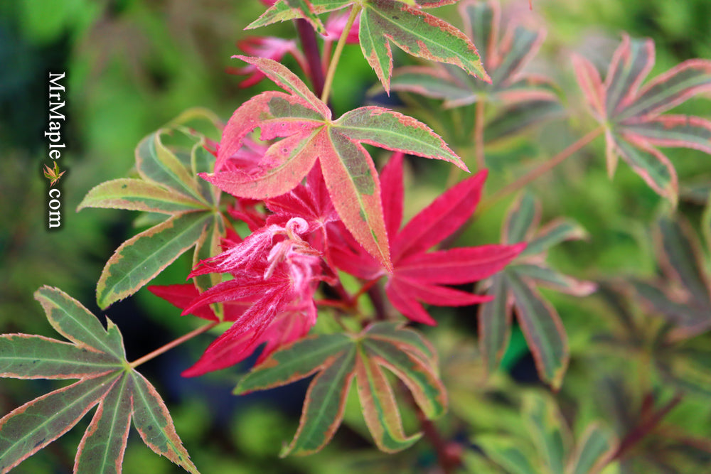 Acer palmatum 'Geisha Gone Wild' Japanese Maple