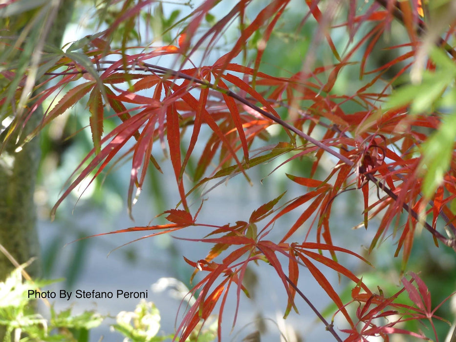 Acer palmatum 'Red Falcon' Japanese Maple