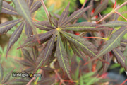 - Acer shirasawanum 'Royalty' Red Full Moon Japanese Maple - Mr Maple │ Buy Japanese Maple Trees