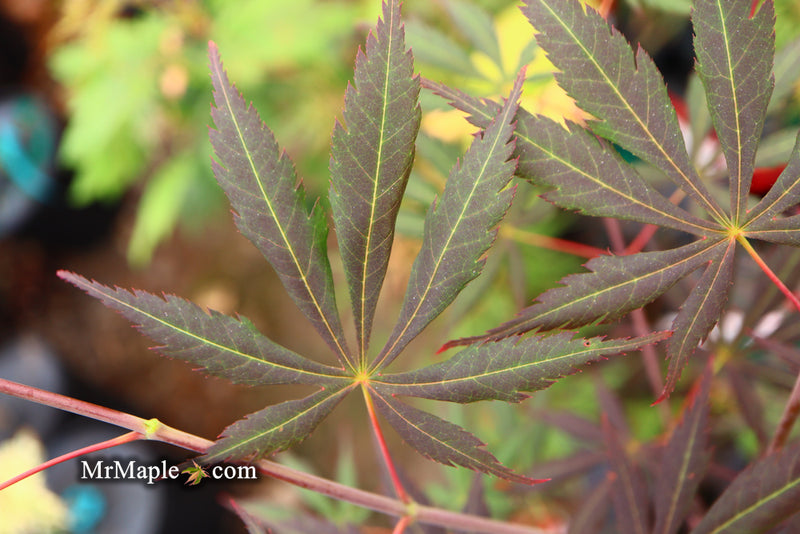 - Acer shirasawanum 'Royalty' Red Full Moon Japanese Maple - Mr Maple │ Buy Japanese Maple Trees