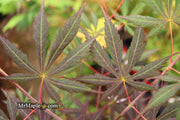 - Acer shirasawanum 'Royalty' Red Full Moon Japanese Maple - Mr Maple │ Buy Japanese Maple Trees