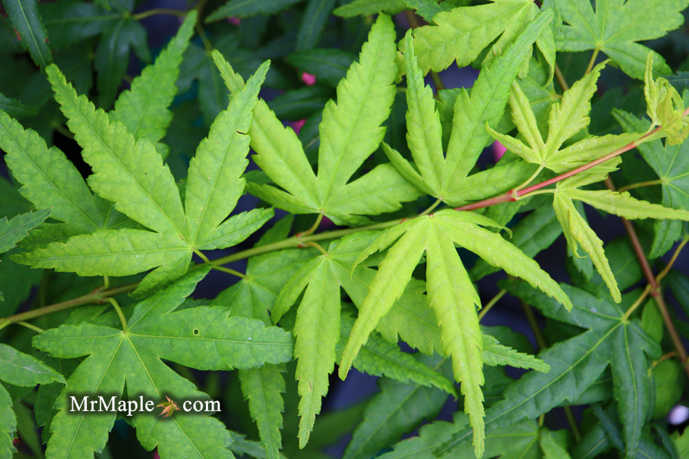 Acer palmatum 'Seiun kaku' Dwarf Japanese Maple
