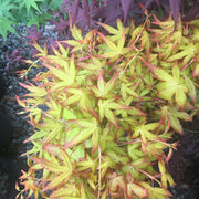 - Acer palmatum 'Golden Falls' Weeping Golden Japanese Maple - Mr Maple │ Buy Japanese Maple Trees