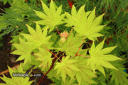 - FOR PICKUP ONLY | Acer shirasawanum Moonrise™ Full Moon Japanese Maple | DOES NOT SHIP - Mr Maple │ Buy Japanese Maple Trees