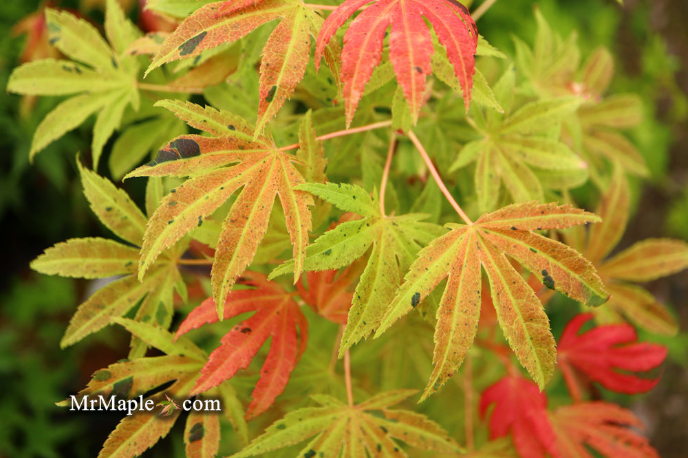 Acer palmatum ‘Geisha’ Pink Japanese Maple