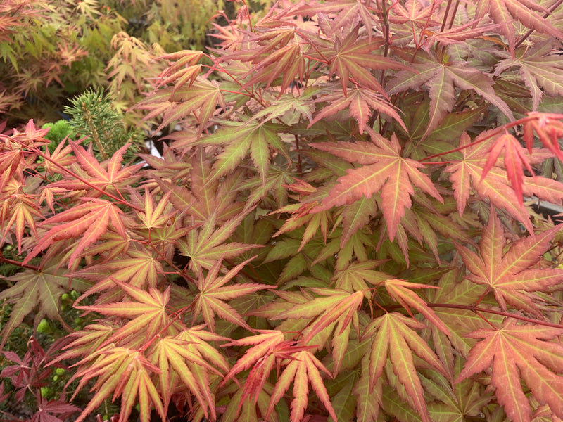 - Acer palmatum 'Mila' Japanese Maple - Mr Maple │ Buy Japanese Maple Trees