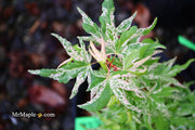 - Acer palmatum 'Snow Kitten' Japanese Maple - Mr Maple │ Buy Japanese Maple Trees