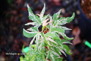 - Acer palmatum 'Snow Kitten' Japanese Maple - Mr Maple │ Buy Japanese Maple Trees