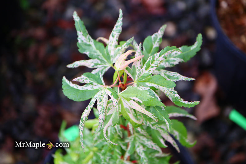 - Acer palmatum 'Snow Kitten' Japanese Maple - Mr Maple │ Buy Japanese Maple Trees