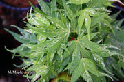 - Acer palmatum 'Snow Kitten' Japanese Maple - Mr Maple │ Buy Japanese Maple Trees