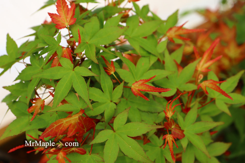 Acer palmatum 'Corallinum' Pink Japanese Maple