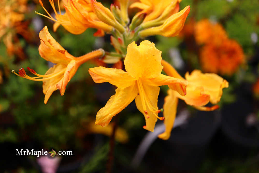 Azalea 'Spring Fanfare’ Yellow Aromi Hybrid Native Azalea